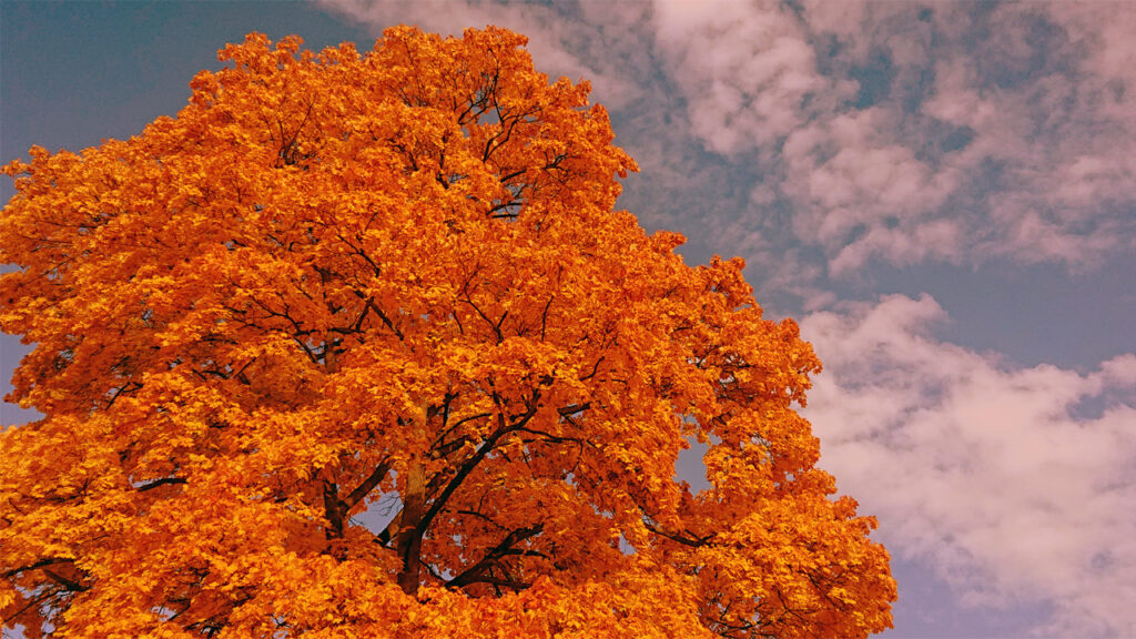 Herbstnachmittag im Bellevuepark Köpenick