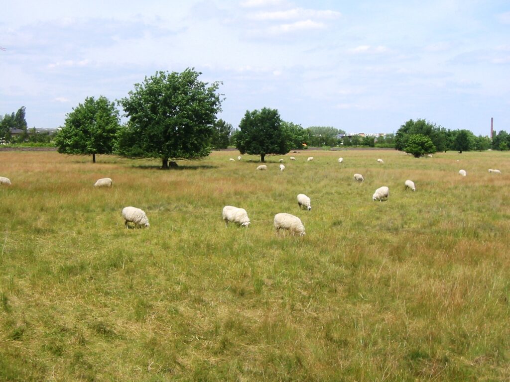 Schafherde im Naturschutzgebiet des ehemaligen Flugfelds Johannisthal