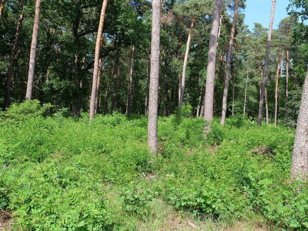 Müggelberge in Treptow-Köpenick