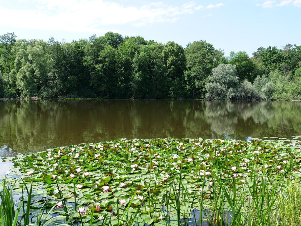 Naturlehrpfad Teufelssee in Treptow-Köpenick