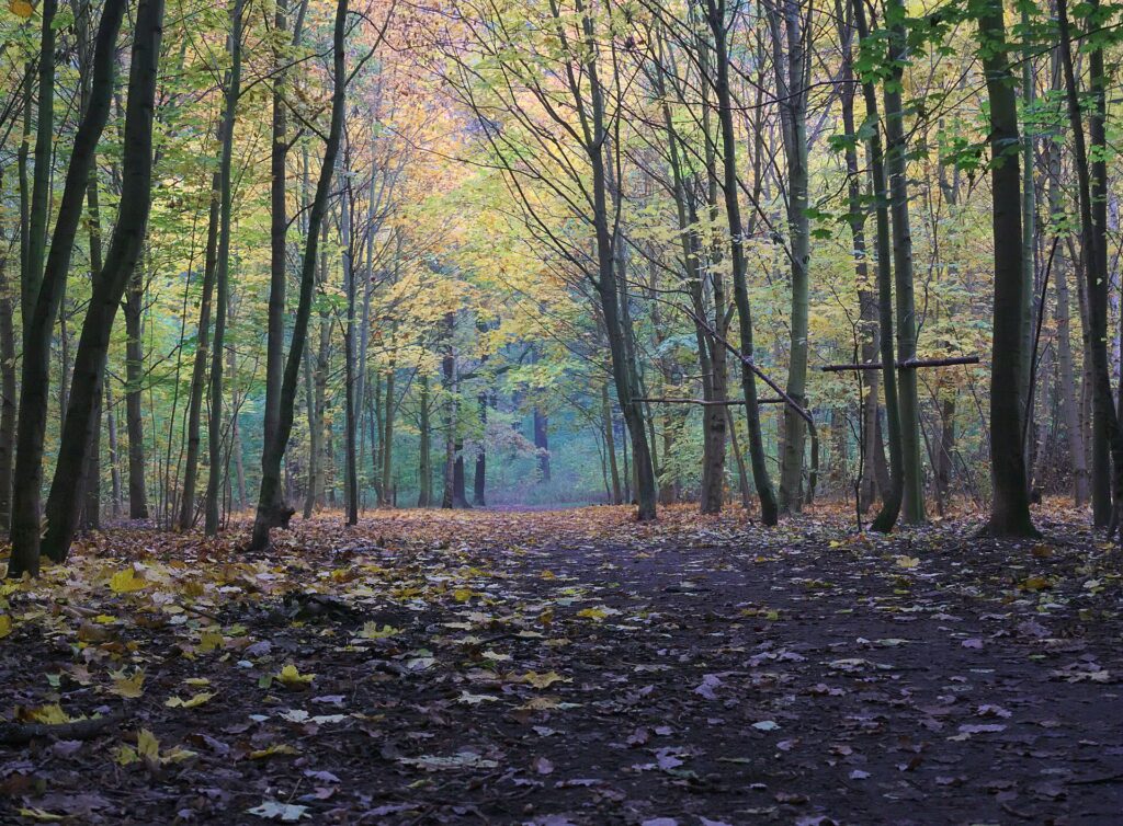 Plänterwald in Treptow-Köpenick