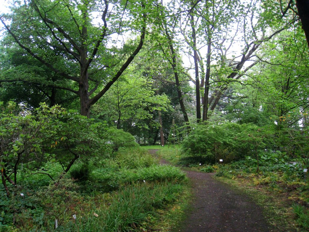 Gr?ner Weg durch das Sp?th-Arboretum in Baumschulenweg