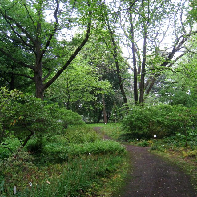 Gr?ner Weg durch das Sp?th-Arboretum in Baumschulenweg