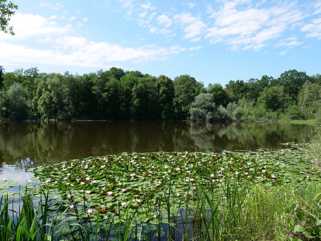 Blick auf den Teufelssee in Köpenick als grünes Ausflugsziel