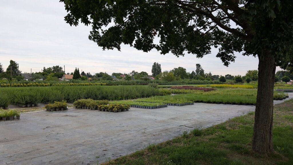 Baumschulflächen und Pflanzenreihen bei Späth in Baumschulenweg