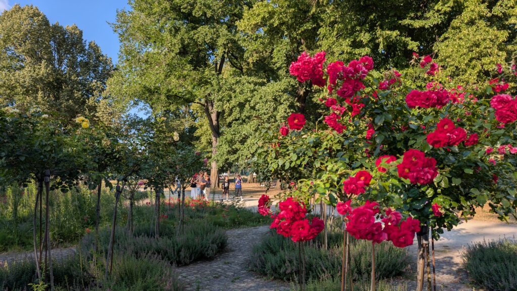 Blühende Rosen im Rosengarten des Treptower Parks