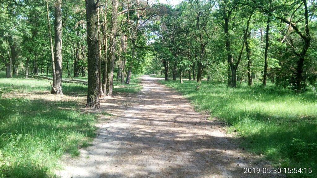 Breiter Waldweg durch die grüne Königsheide in Berlin
