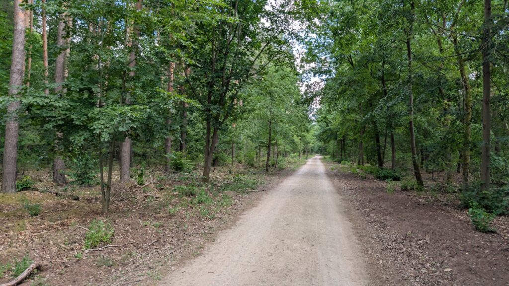Breiter Waldweg im Grünauer Forst, gut geeignet für ruhige Radtouren.