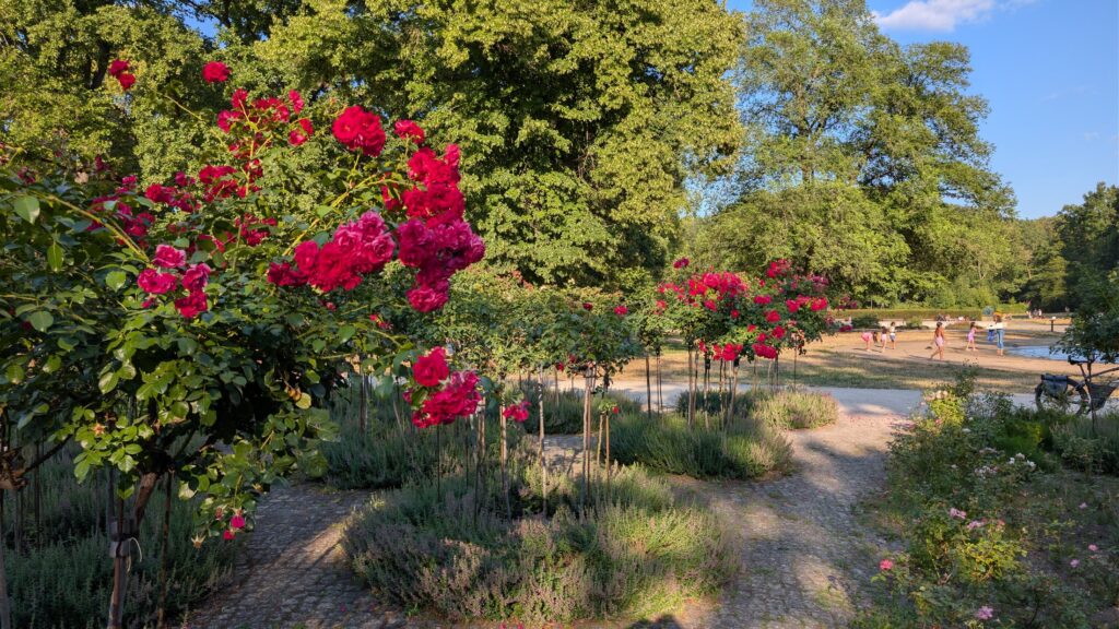 Rosenbeete im Rosengarten des Treptower Parks