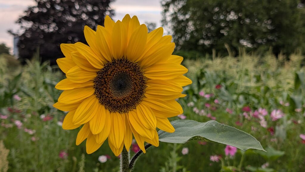Sonnenblume in den Späthschen Baumschulen