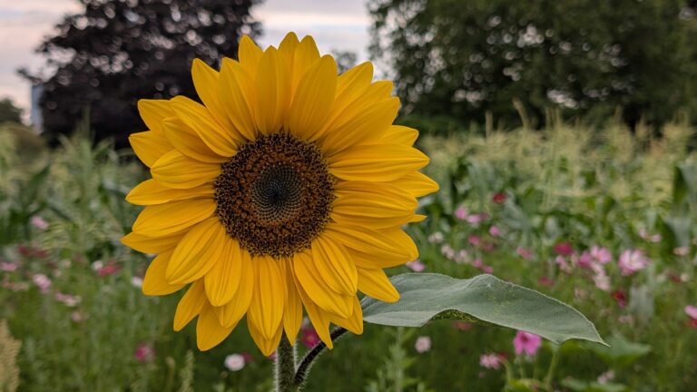 Sonnenblume in den Späthschen Baumschulen