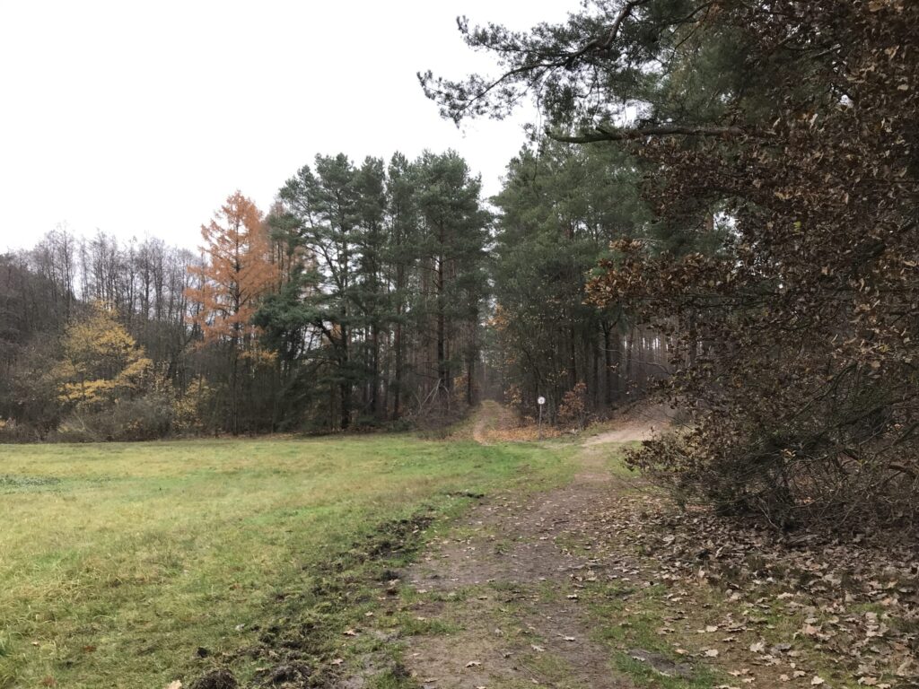 Wernsdorfer See im Naturschutzgebiet Brandenburg
