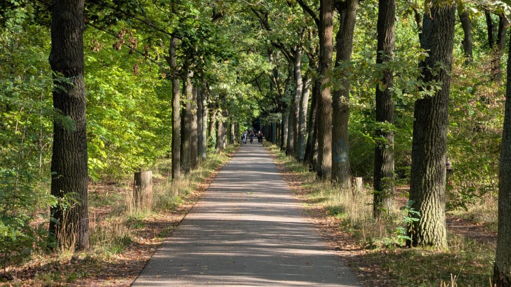 Baumgesäumter Weg Eichgestell im Volkspark Wuhlheide