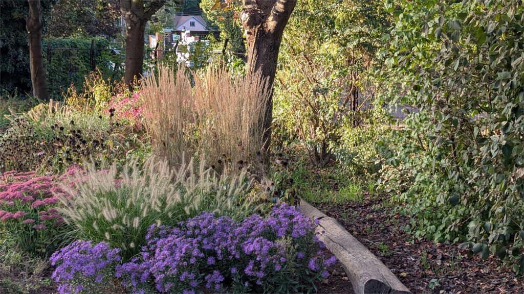 Herbstliches Staudenbeet mit Gräsern und violetten Blüten in der Gärtnerei Hirschgarten