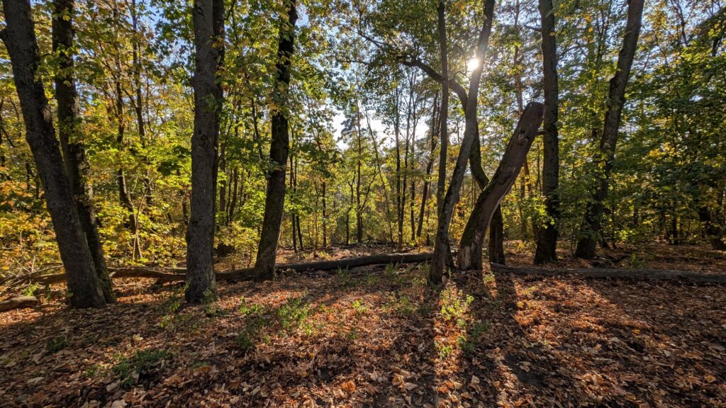 Sonnenlicht zwischen alten Bäumen im herbstlichen Wald der Müggelberge