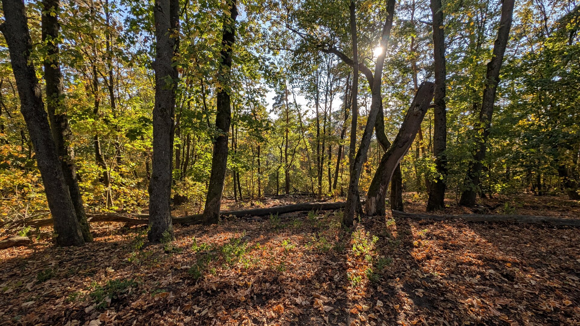 Sonnenlicht zwischen alten Bäumen im herbstlichen Wald der Müggelberge