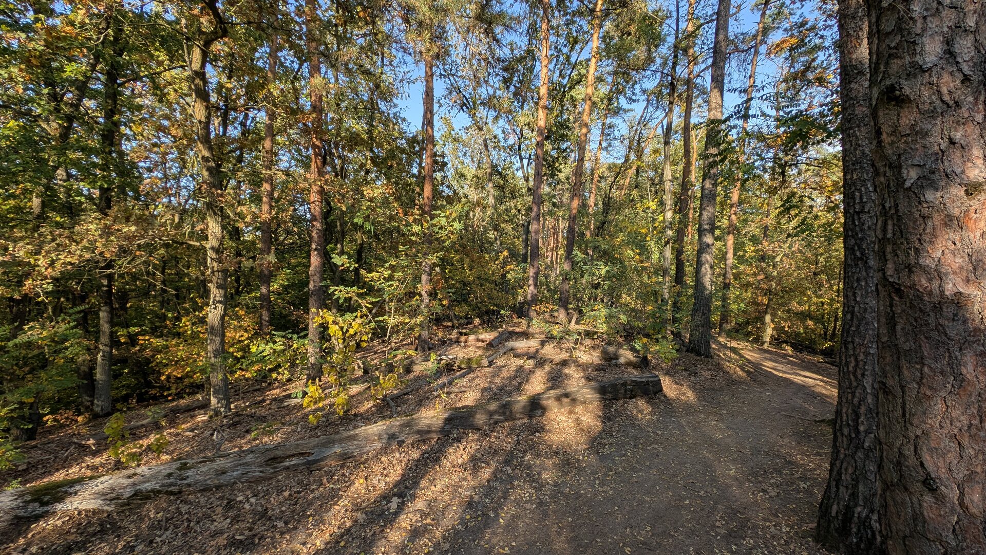 Herbstlicher Mischwald mit liegendem Totholz in den Müggelbergen