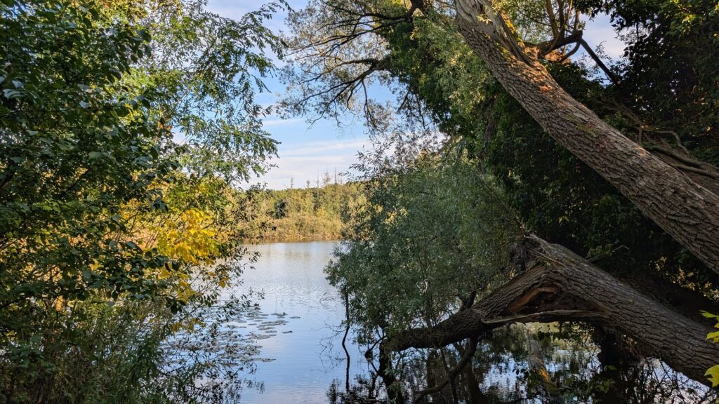 Teufelssee mit ausladender alter Weide am Ufer