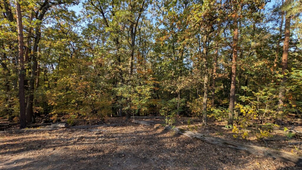 Naturnaher Laub- und Kiefernwald am Großen Müggelberg